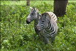 Zebras, Lake Nakuru National Park, Kenya